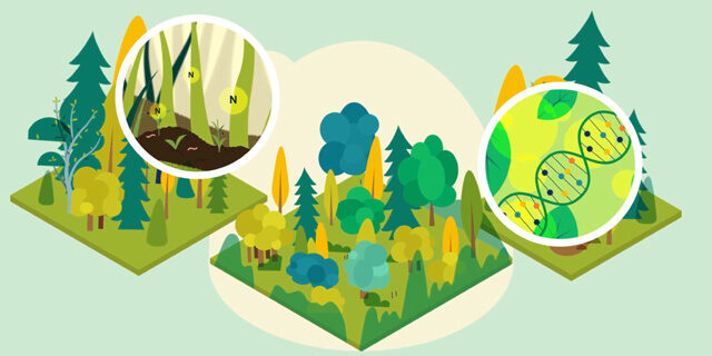 Sponforest